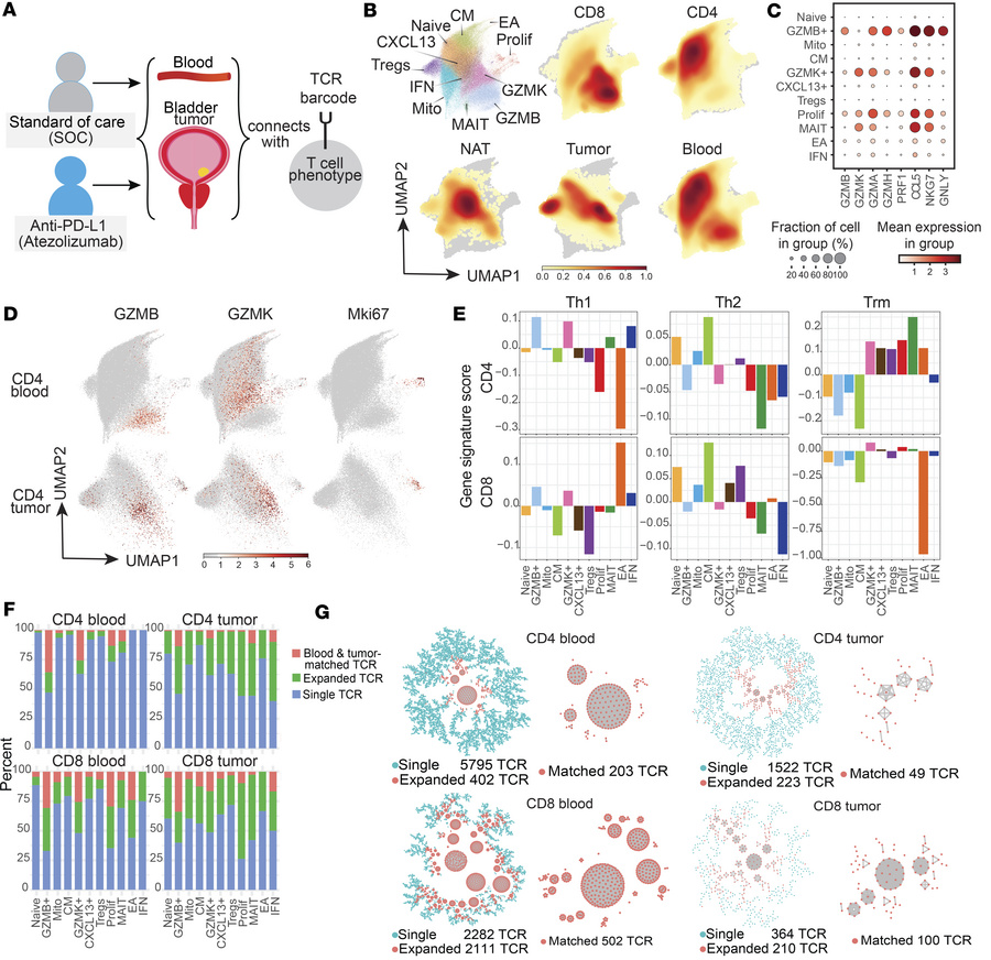 Combined blood and tumor TCR repertoire network analysis.
(A) Blood and ...