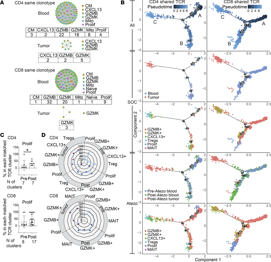 Phenotypic heterogeneity and plasticity of individual TCR clusters.
(A) ...