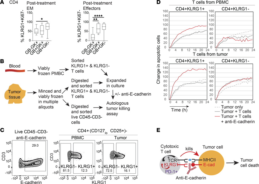 Expression and function of KLRG1 in cytotoxic CD4+ T cells.
(A) Box-and-...