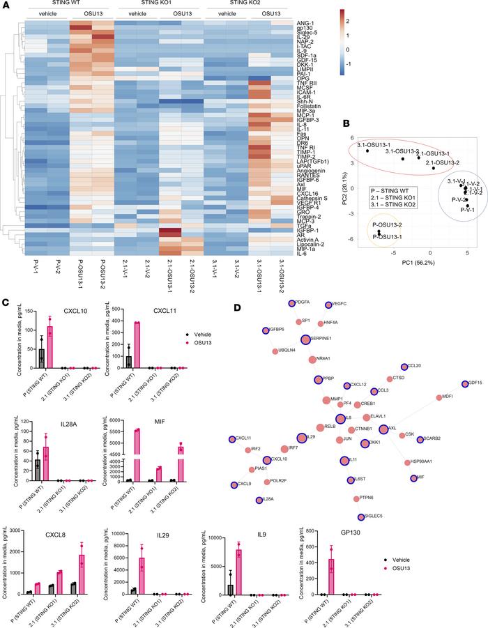 STING promotes a proimmunogenic and tumor-inhibitory secretome in OSU13-...