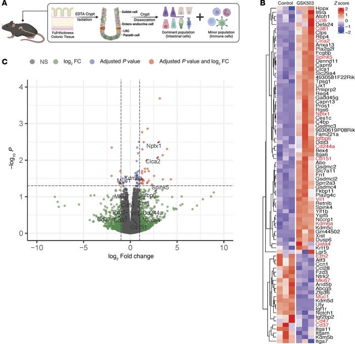 Inhibition of EZH2 increases expression of immune regulatory pathways in...