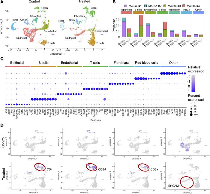 Inhibition of EZH2 increases immune cellularity in VCMsh2THu crypts.
(A)...