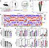 Inhibition of Ezh2 enhances in vitro cytotoxic immune cell–mediated killing