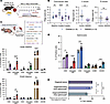 EZH2 inhibition reduces colonic polyposis and enriches adaptive immune cell