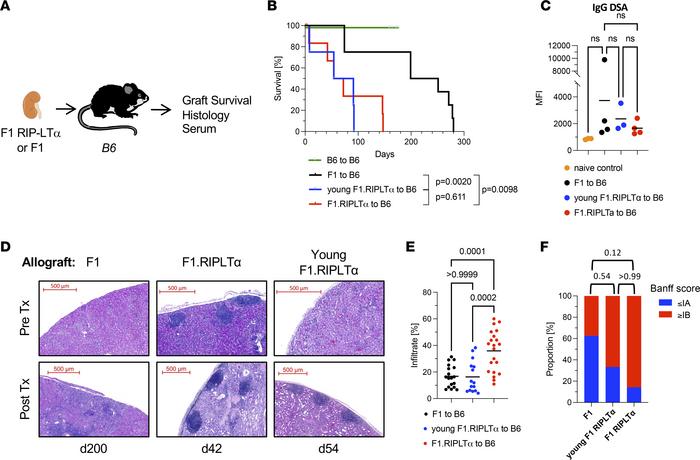 Preformed TLOs accelerate renal allograft rejection.
(A) F1 or F1.RIPLTα...