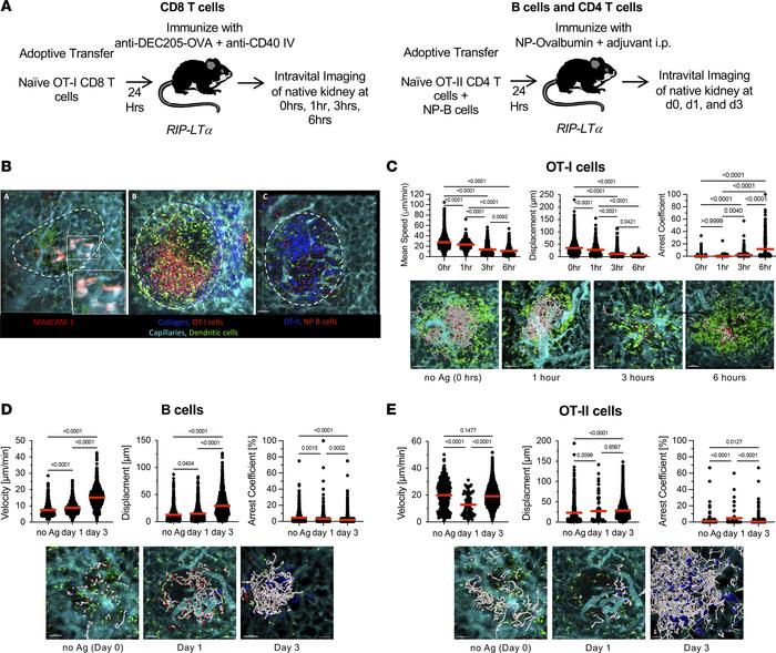 Intravital microscopy of TLO and immune cell interactions.
(A) Experimen...