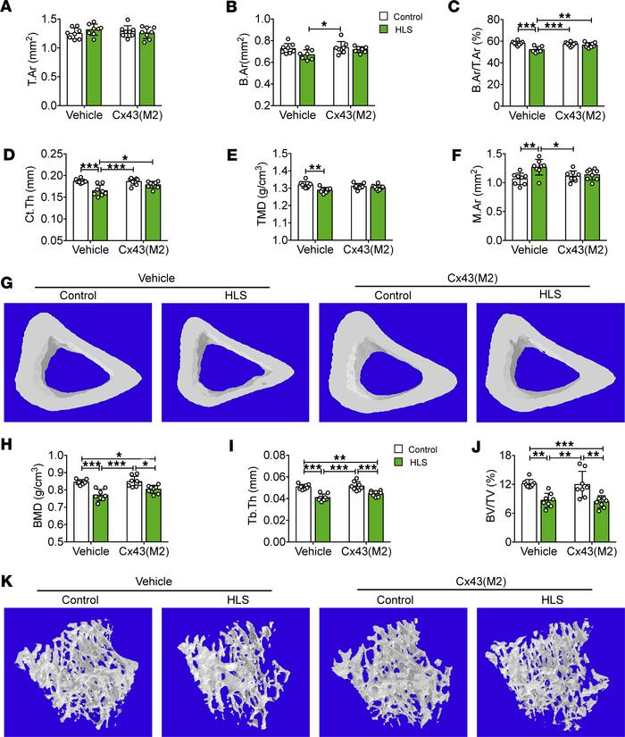Enhanced Cx43 HC activity by Cx43(M2) prevents cortical bone loss caused...