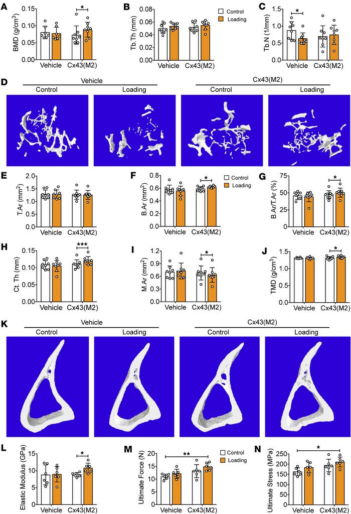 Cx43(M2) increases the anabolic effects of mechanical loading in aged mi...