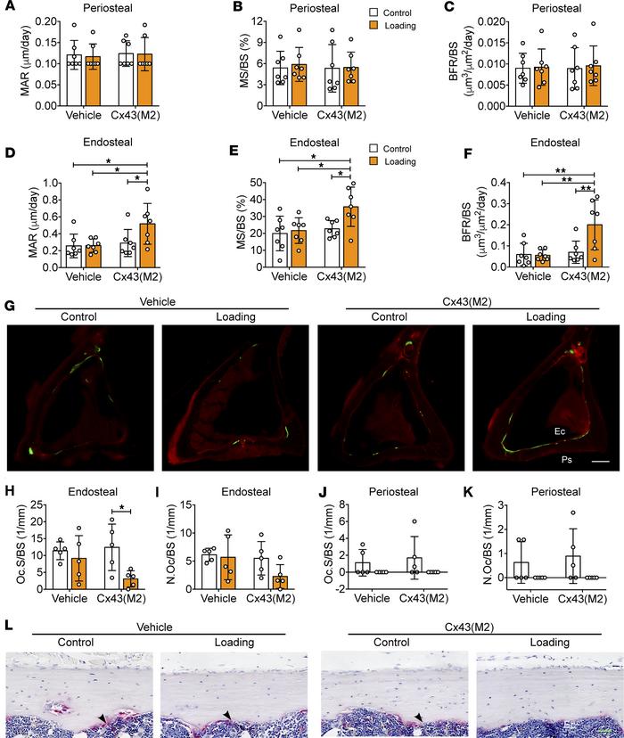 Enhanced Cx43 HC activity improves load-induced endosteal osteogenesis i...