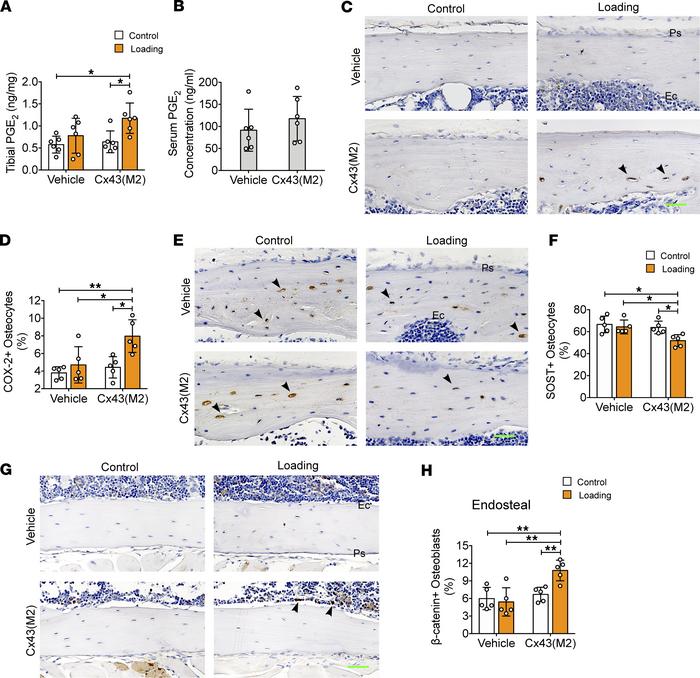 Enhanced activity of Cx43 HCs improves load-induced PGE2 secretion and d...
