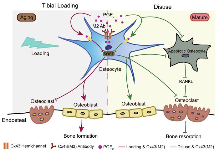 Model illustrating the effect of enhanced HCs via the Cx43(M2) antibody ...