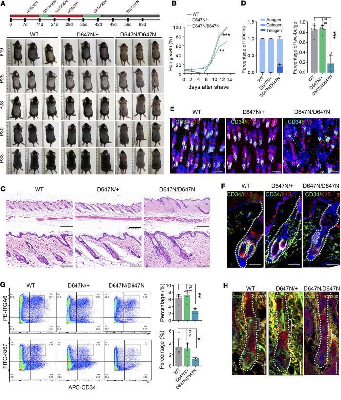 
Adam17 (p.D647N) variant affects homeostasis of the HFSC niche in hair ...