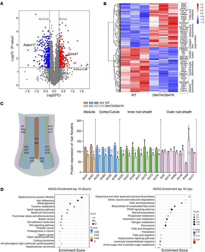 ADAM17 variant inhibits hair follicle development through the Notch sign...