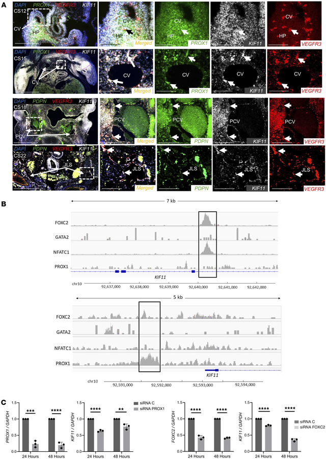 
KIF11 expression during human embryonic development and transcriptional...