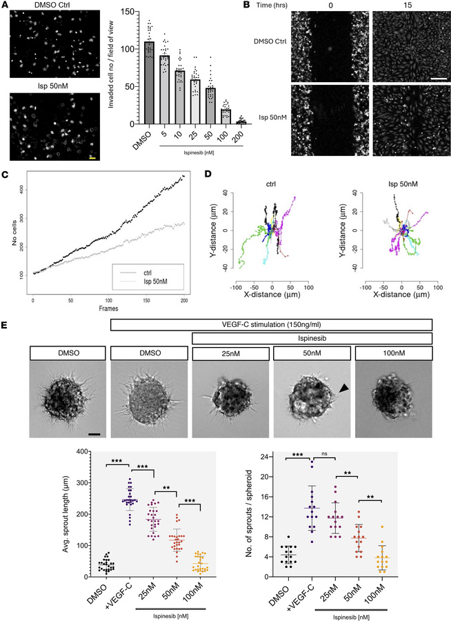 
KIF11 deficiency impairs LEC migration and sprouting.
(A) 5 x 104 serum...