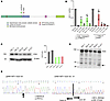Reduced expression of KIF11 (EG5) and splicing abnormalities suggest haploi