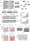 KIF11 deficiency alters MAPK and AKT signaling pathways and reduces express