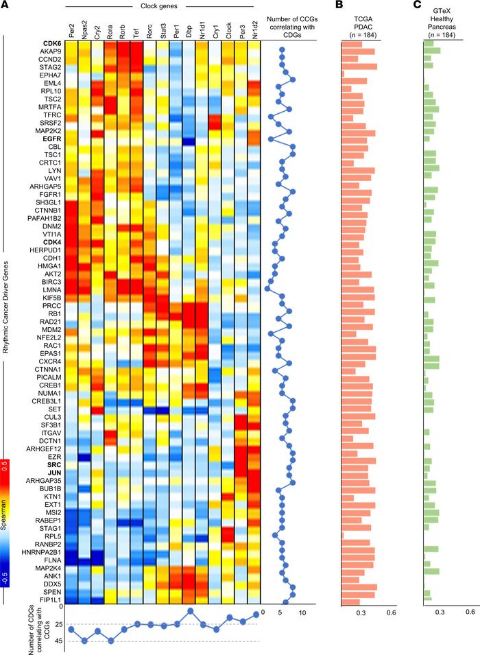Temporal expression of CDGs is coupled with core circadian clock gene ex...