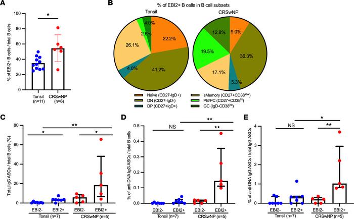 Frequencies of IgG ASCs and anti-dsDNA–specific IgG ASCs are enriched in...