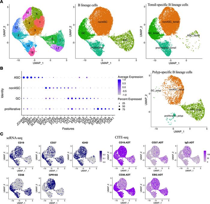 Two-dimensional UMAP plots of B lineage cells.
(A) UMAP plots of B linea...