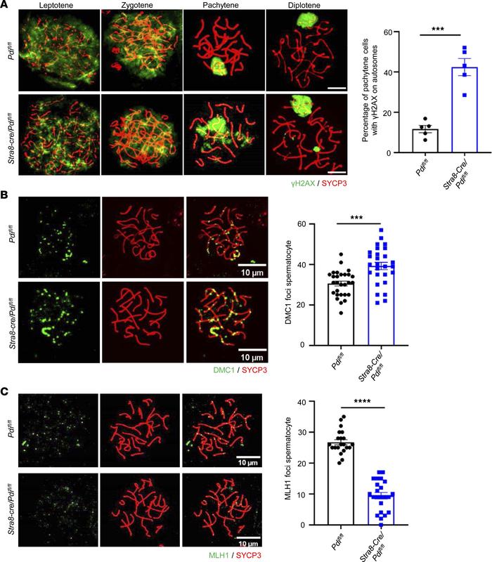 PDI deficiency disrupts the meiosis of spermatocytes.
(A) Immunostaining...