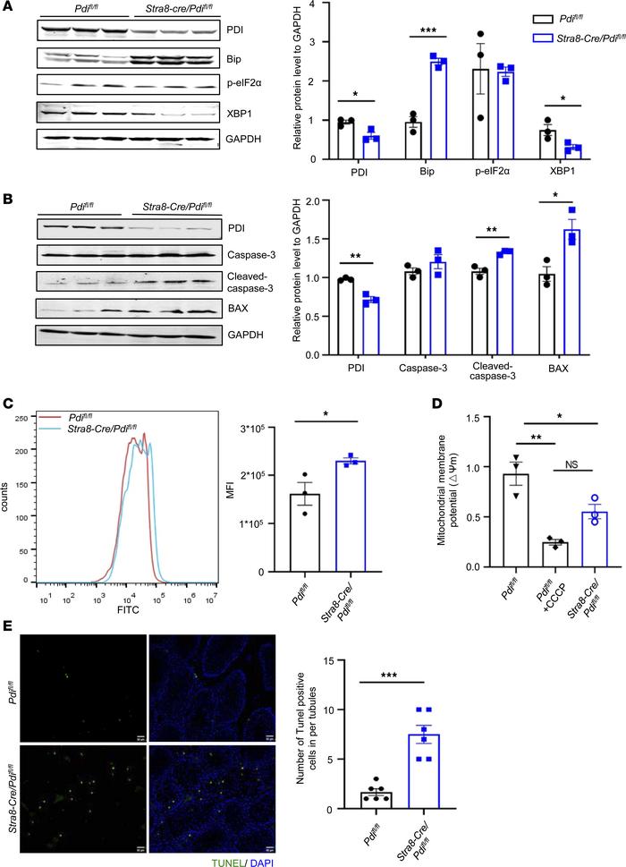 PDI deficiency induces ER stress and apoptosis of spermatocytes.
(A and ...