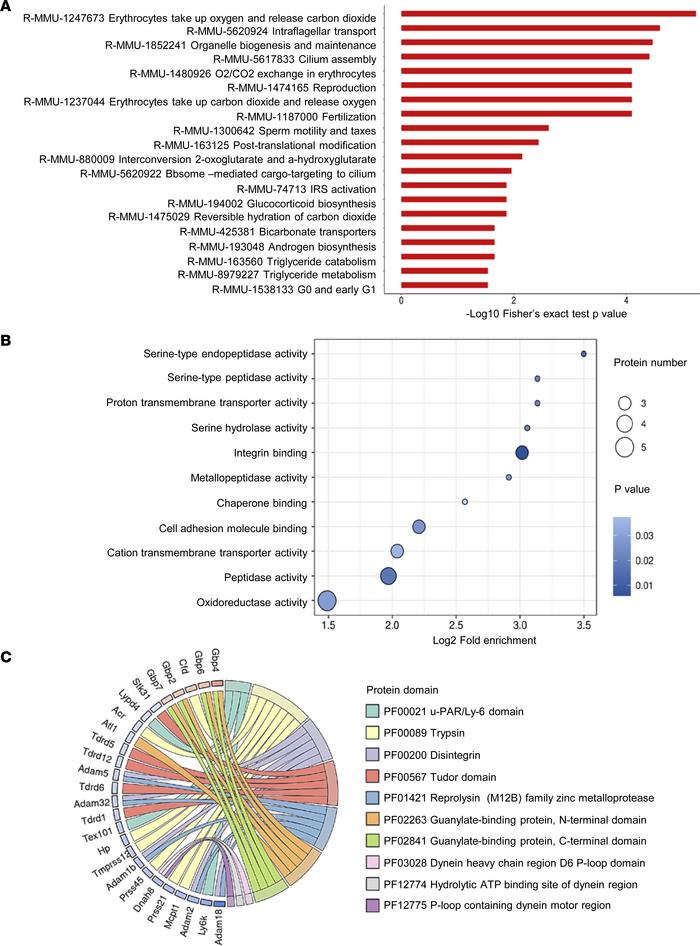 Identification of protein profiles in mouse testes altered by PDI defici...