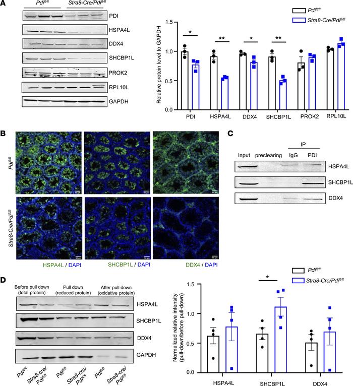 PDI is required for the expression of HSPA4L, DDX4, and SHCBP1L in sperm...