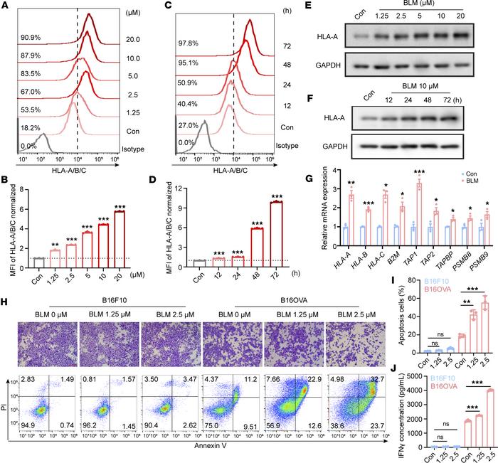 BLM-mediated increasing of MHC-I expression primes CD8+ T cell activatio...