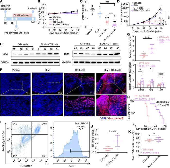 Potentiated antitumor response of T cells by BLM treatment.
(A) Experime...