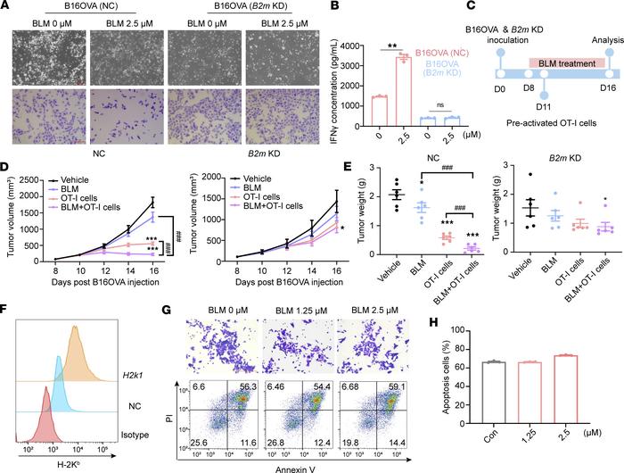 MHC-I in cancer cells is indispensable for the antitumor effect of BLM.
...