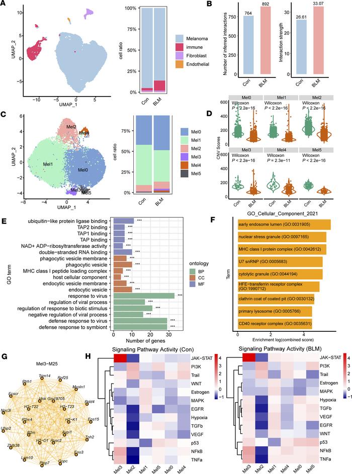 BLM treatment remodels the tumor microenvironment.
(A) Uniform manifold ...