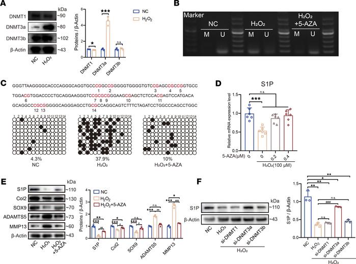 The expression of S1P is regulated by DNA methylation.
(A) Immunoblots s...