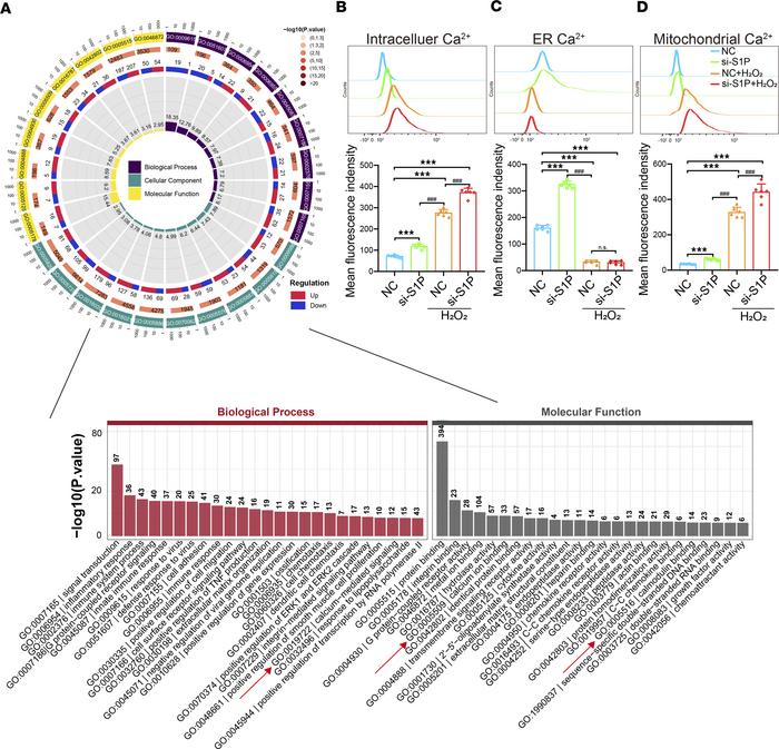 S1P deficiency affects calcium ion homeostasis in NP cells.
(A) Next-gen...