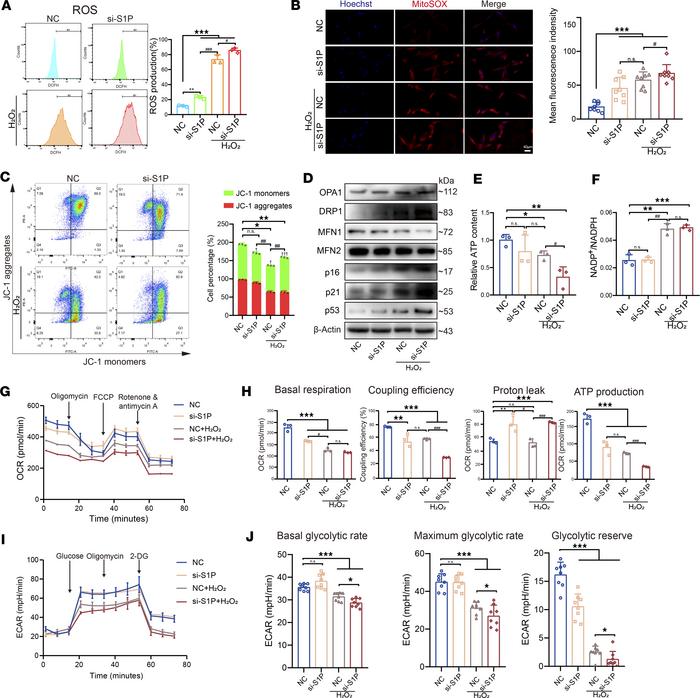 S1P deficiency affects mitochondrial function and energy metabolism.
(A)...