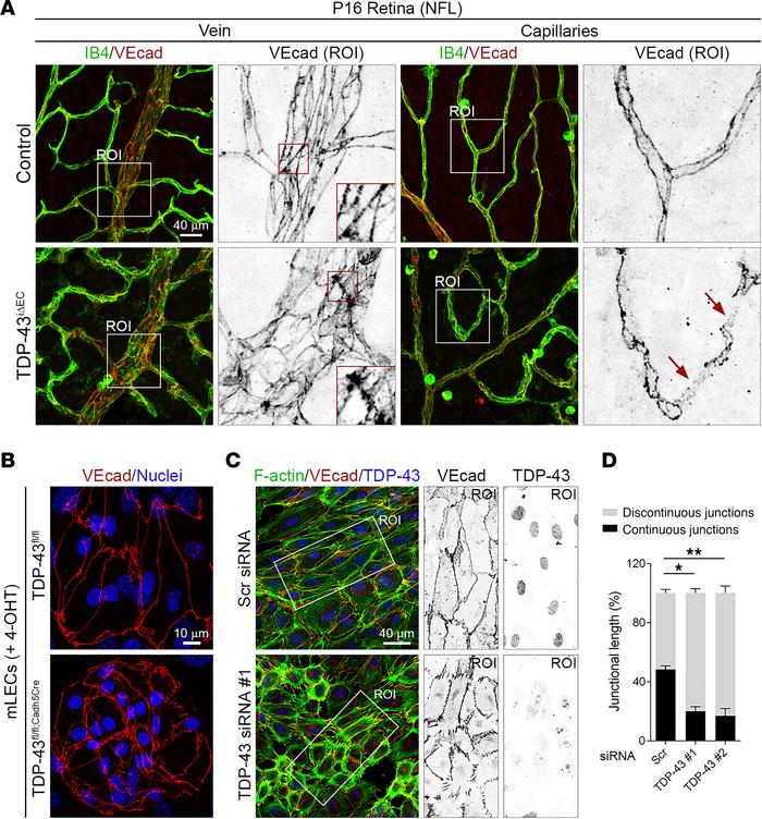 Loss of TDP-43 disrupts endothelial adherens junctions.
(A) Confocal hig...