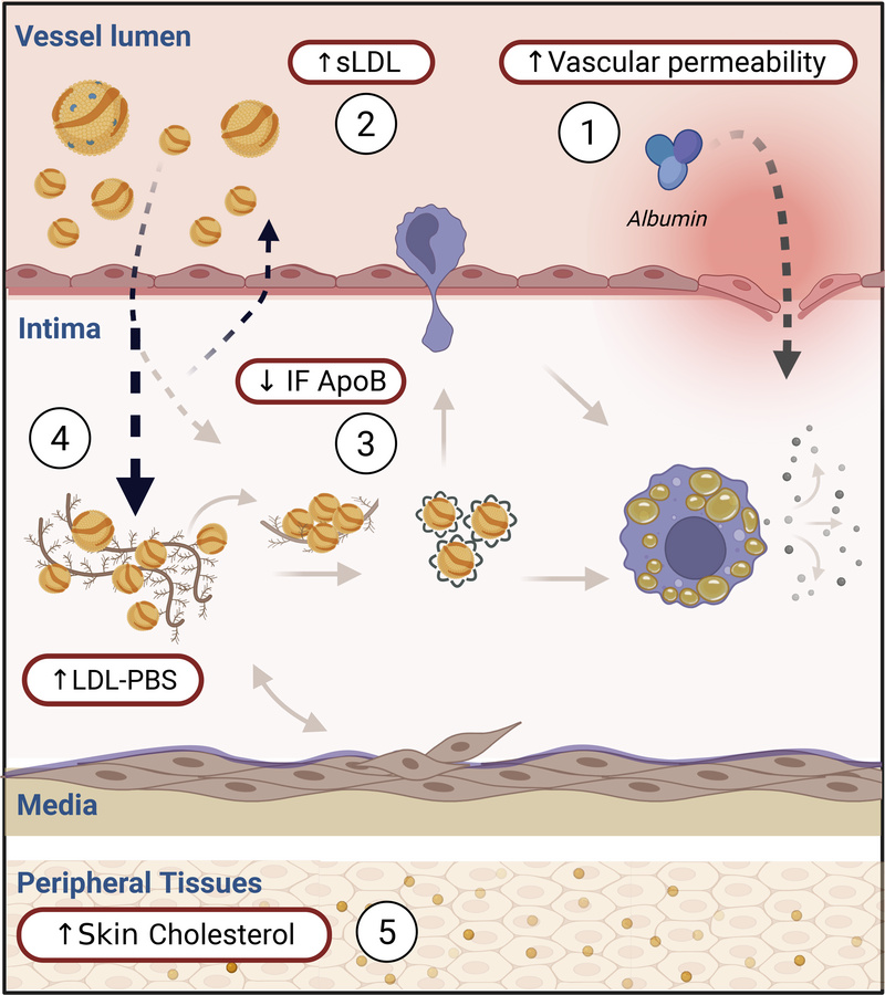 Influence of T2D on response to retention.
In label 1, functional and st...