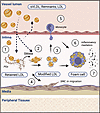 Illustration of the response to retention model of atherogenesis.