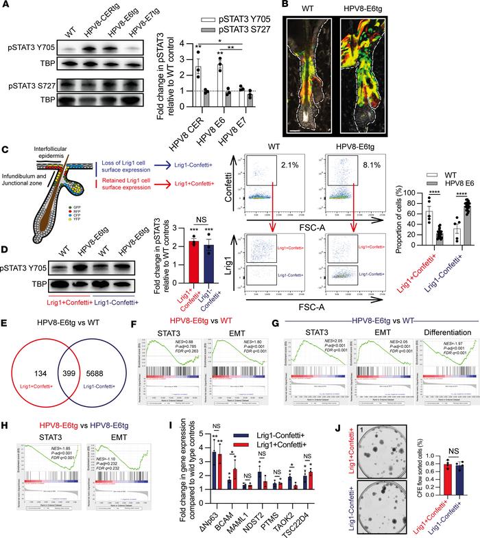Lrig1+ hair follicle junctional zone KSC progeny retain KSCs.
(A) Immuno...