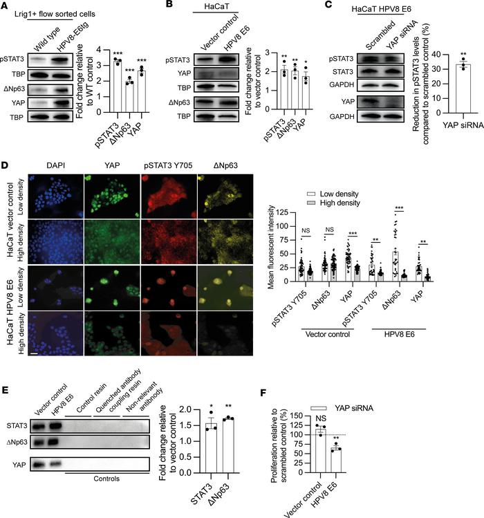 YAP a cotranscription factor for STAT3 and
ΔNp63. (A and B) pSTAT3 Y705,...