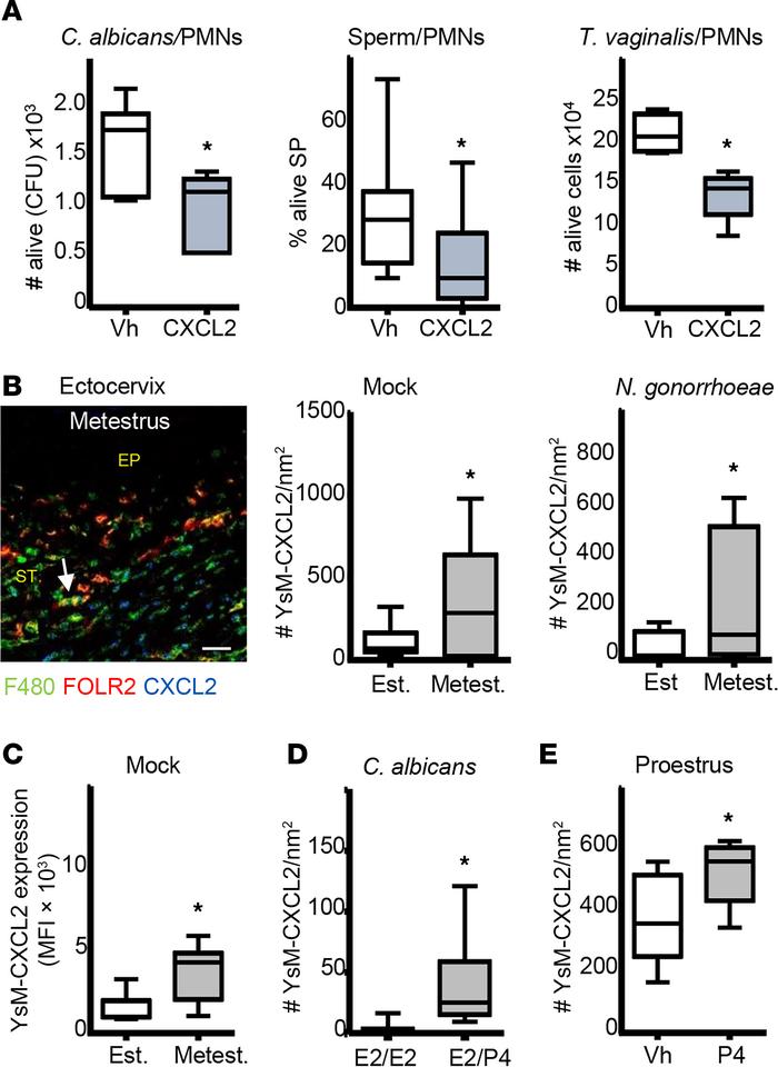 CXCl2 expression in YsM in the ectocervix during the ovarian cycle.
(A) ...
