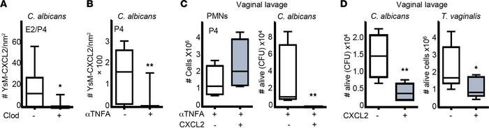 P4 upregulates neutrophil killing competency by inducing TNFA expression...