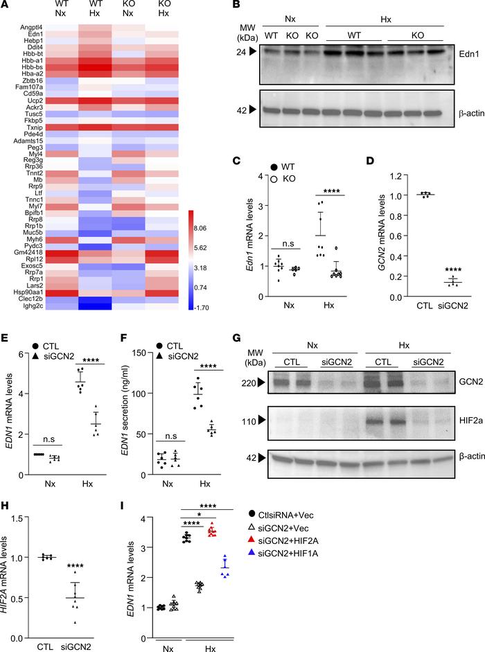 Hypoxia induces Edn1 expression through GCN2 in both mouse lungs and hum...