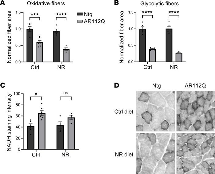 Dietary supplementation with NR does not ameliorate muscle pathology in ...