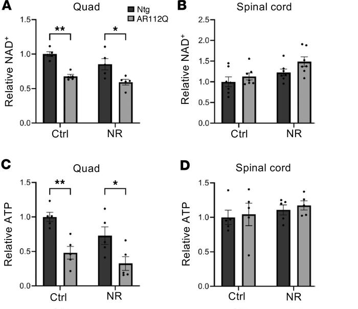 NAD+ and ATP levels are substantially reduced in the muscle but not in t...