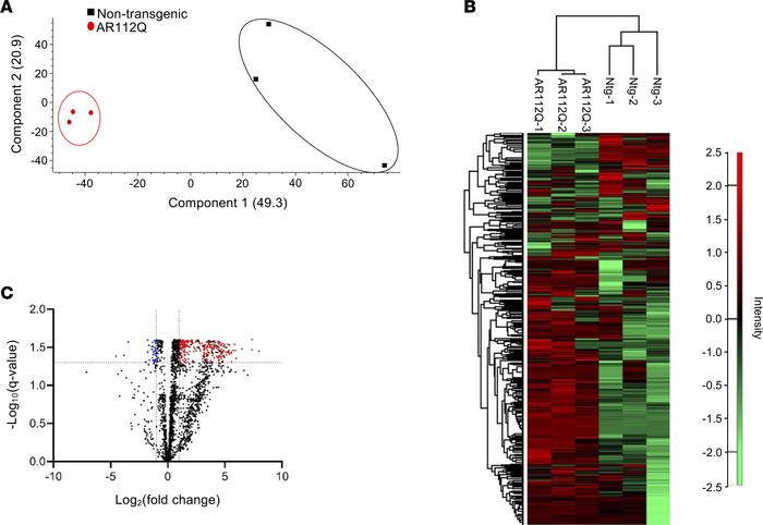 Proteome analysis of quadriceps muscle from transgenic AR112Q and nontra...
