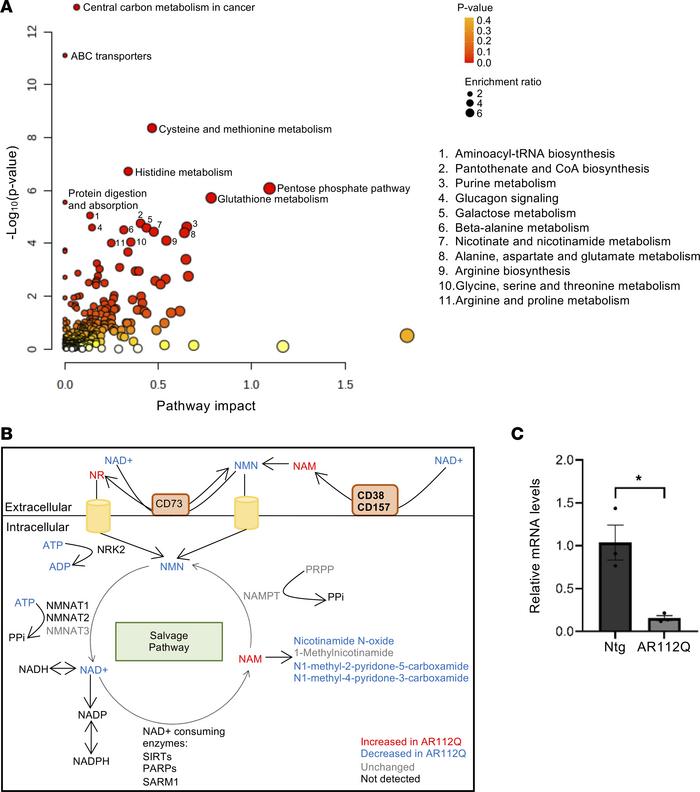 The NAD+ salvage pathway is altered in AR112Q quadriceps muscle.
(A) Joi...