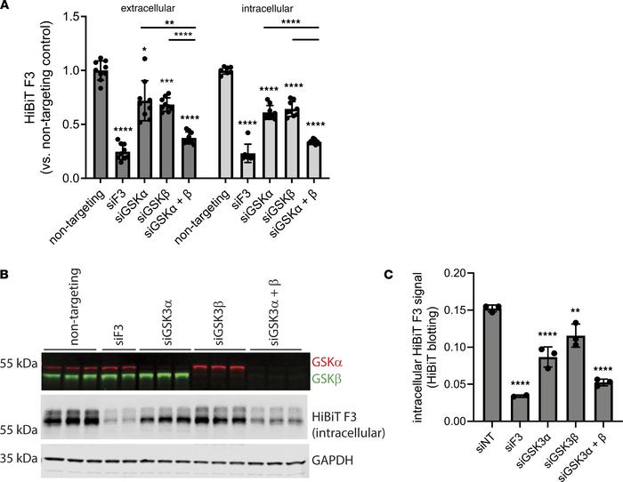 Genetic knockdown of GSK3 isoforms also reduces HiBiT F3 levels, paralle...