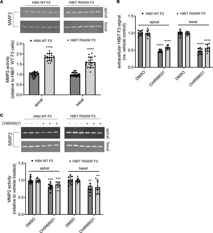 CHIR99021 reduces R345W F3-associated matrix metalloproteinase 2 alterat...