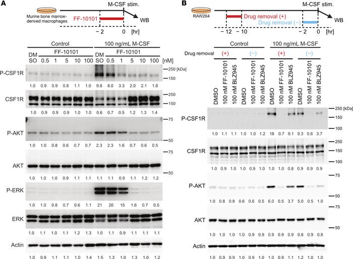 FF-10101 harbors a strong and durable inhibitory activity against CSF1R....